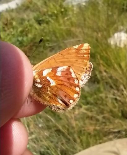 Boloria napaea