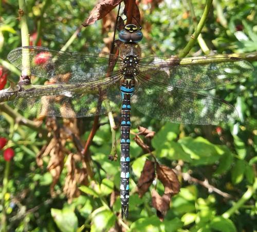 Aeshna mixta