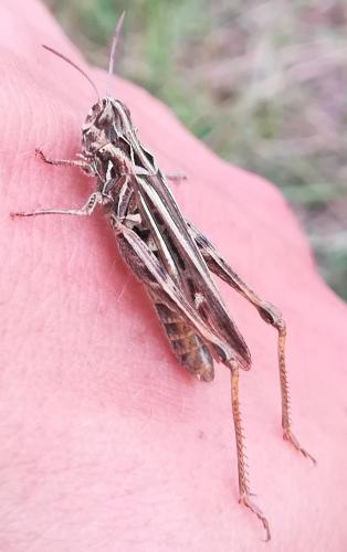 Chorthippus sp.