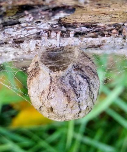 Réf. 295 583 : Argiope bruennichi