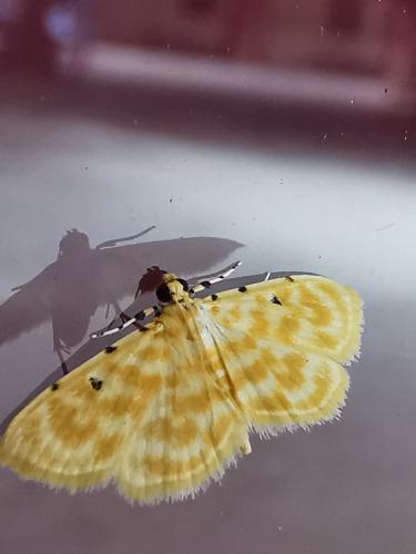 Réf. 295 828 : Notarcha quaternalis