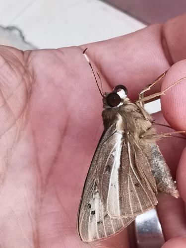 Zophopetes cerymica