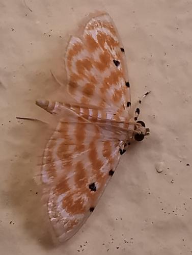 Notarcha quaternalis