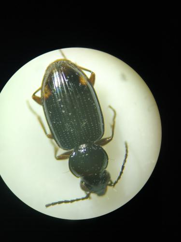 Réf. 295 840 : Bembidion lunulatum
