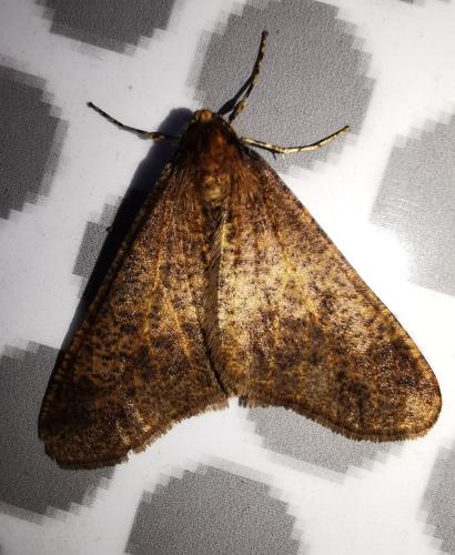 Réf. 295 963 : Erannis defoliaria