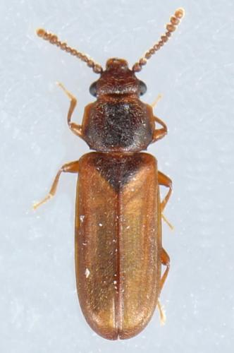 Pediacus dermestoides