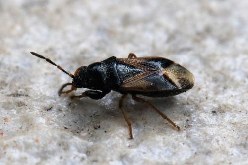 Megalonotus praetextatus