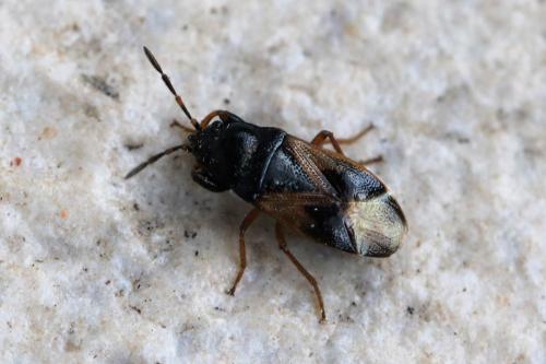 Megalonotus praetextatus
