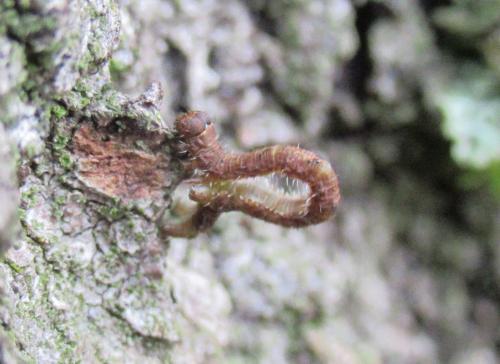 Campaea margaritaria