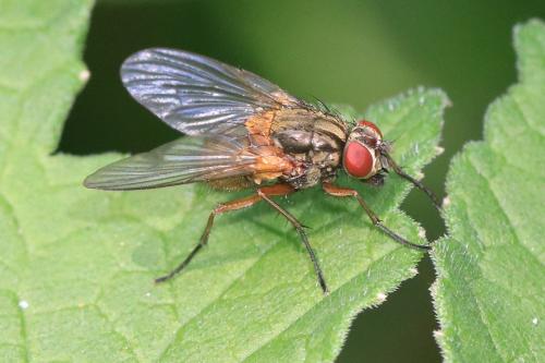 Réf. 295 886 : Mydaea corni