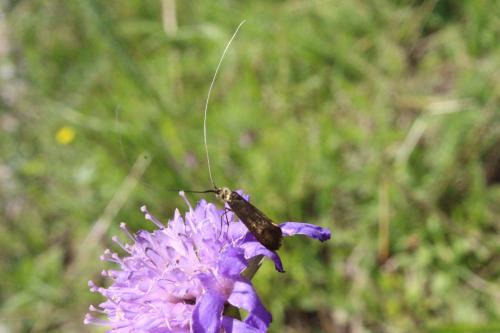 Nemophora metallica