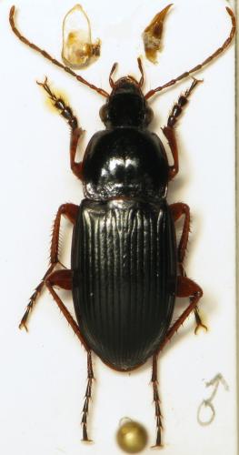 Réf. 295 962 : Calathus fuscipes