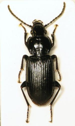 Réf. 295 989 : Pterostichus sp.