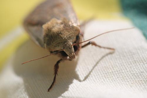 Noctua pronuba