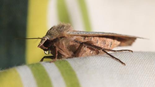 Noctua pronuba