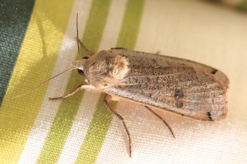 Noctua pronuba