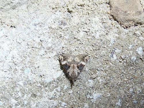 Hypena obsitalis