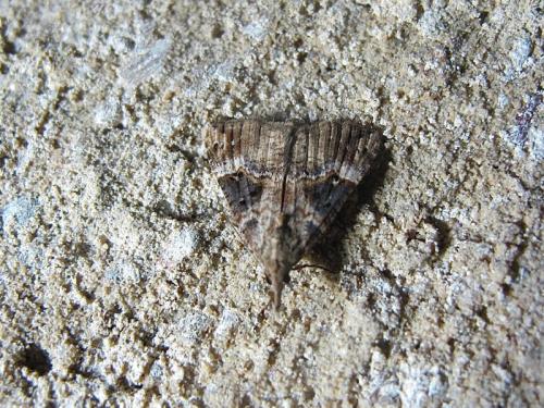 Hypena obsitalis