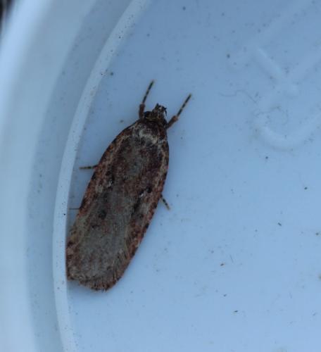 Réf. 295 328 : Agonopterix sp.