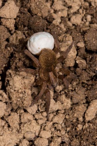 Trochosa sp.