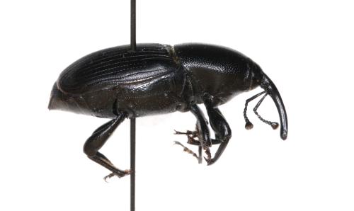 Sphenophorus sp.