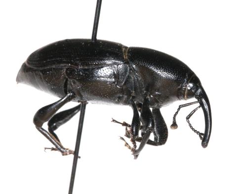 Sphenophorus sp.