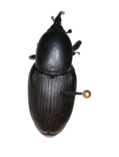 Sphenophorus sp.