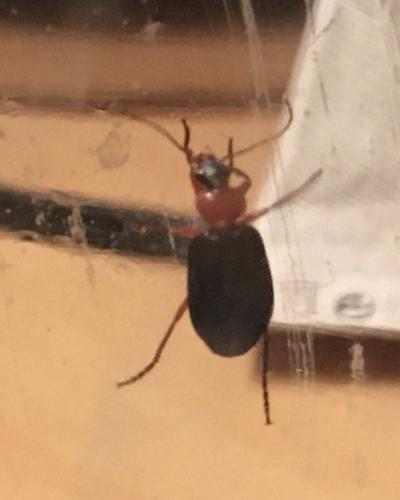 Réf. 295 000 : Lebia sp.