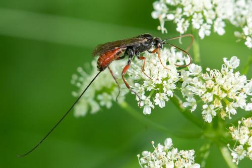Réf. 295 692 : Acaenitinae inconnu