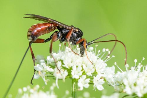 Réf. 295 693 : Acaenitinae inconnu