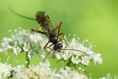 Réf. 295 694 : Acaenitinae inconnu