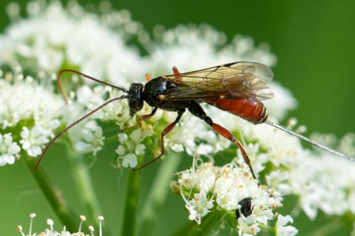 Réf. 295 695 : Acaenitinae inconnu