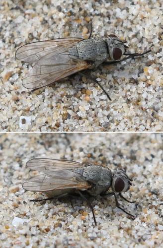 Réf. 295 148 : Neolimnophora sp.