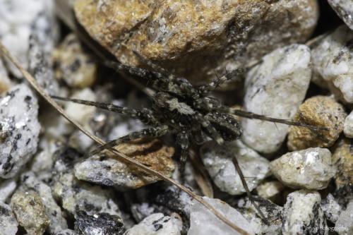 Pardosa torrentum