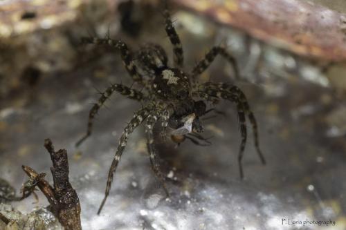 Pardosa torrentum