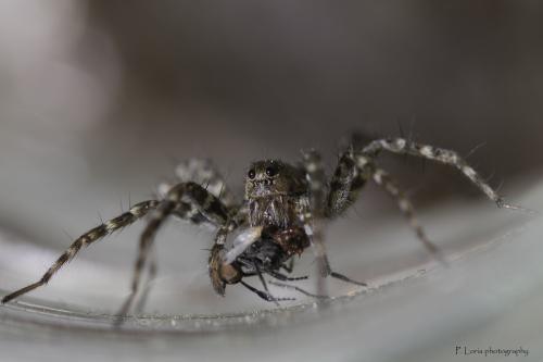Pardosa torrentum