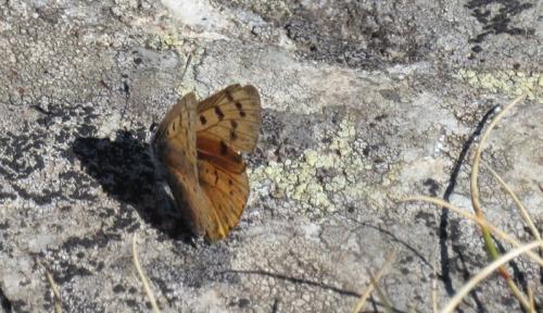Réf. 295 815 : Lycaena alciphron