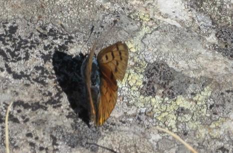 Réf. 295 826 : Lycaena alciphron