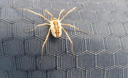 Mitopus morio