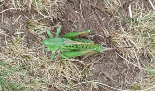 Réf. 295 959 : Decticus verrucivorus verrucivorus