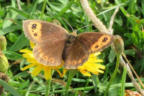 Erebia neoridas
