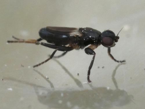 Réf. 295 830 : Siphonellopsis lacteibasis