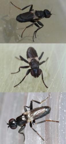 Réf. 295 810 : Siphonellopsis lacteibasis