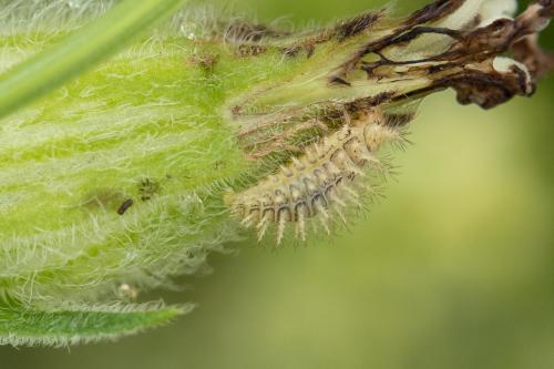 Réf. 295 107 : Subcoccinella vigintiquatuorpunctata