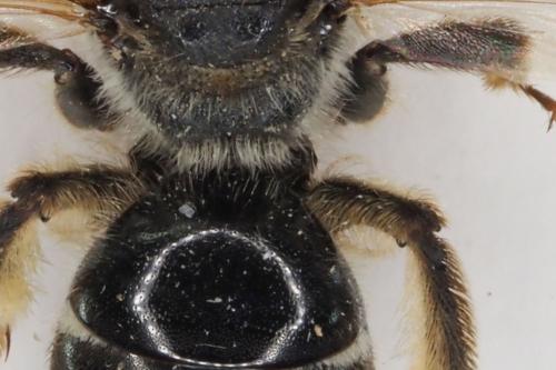 Lasioglossum sp.