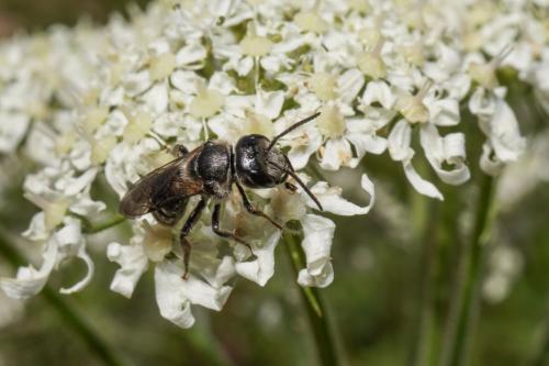 Réf. 295 132 : Lasioglossum sp.