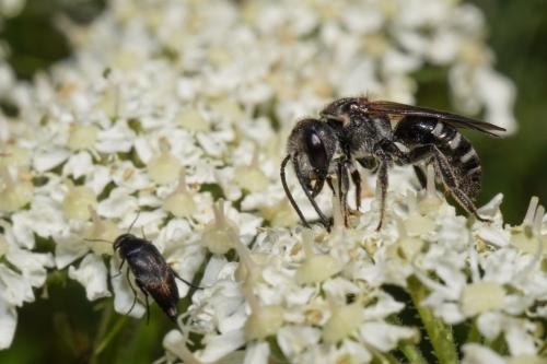 Réf. 295 133 : Lasioglossum sp.