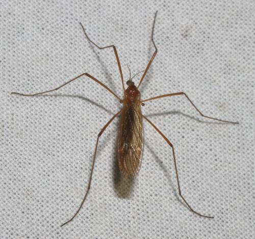 Phylidorea sp.
