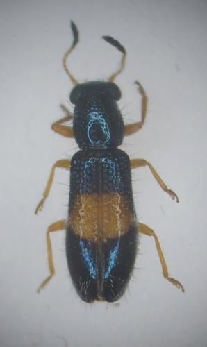 Abrosius sp.