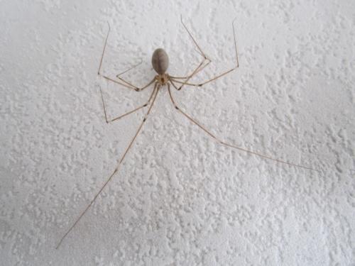 Pholcus phalangioides